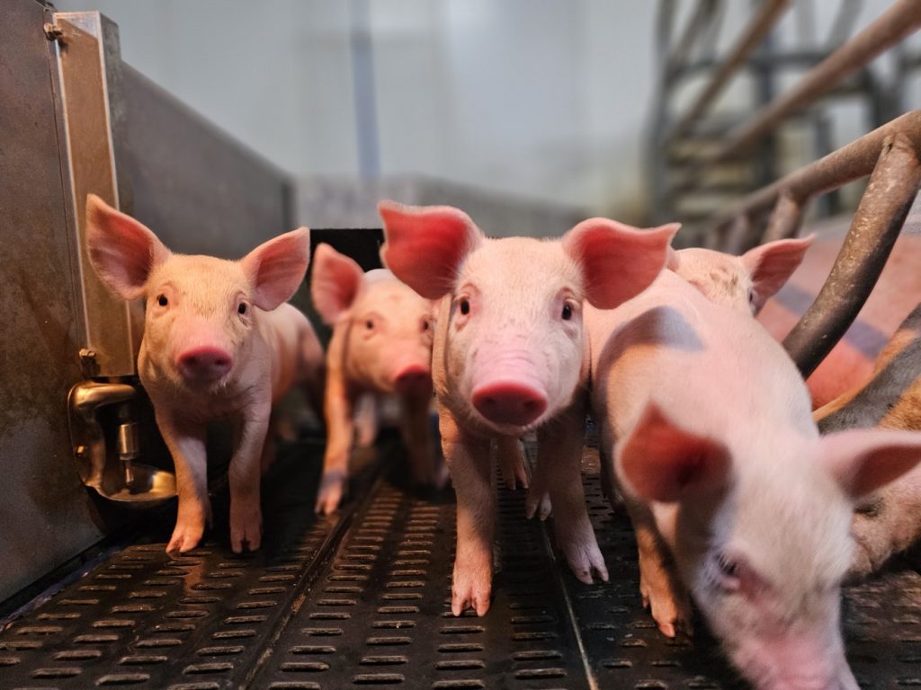 Mae-Mart Farms field